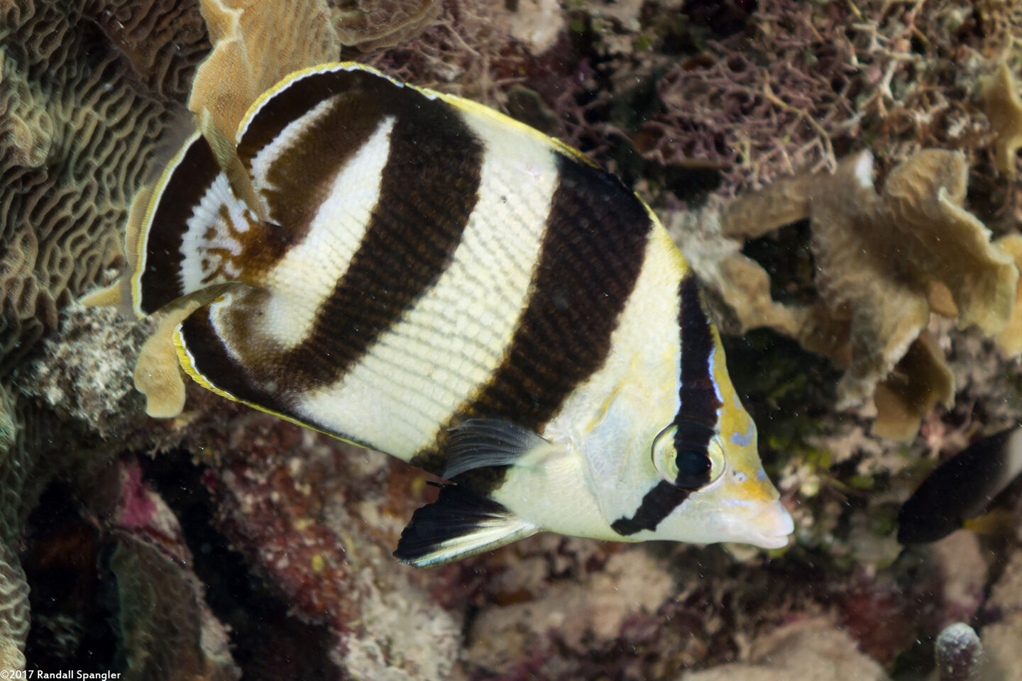 Chaetodon striatus (Banded Butterflyfish)