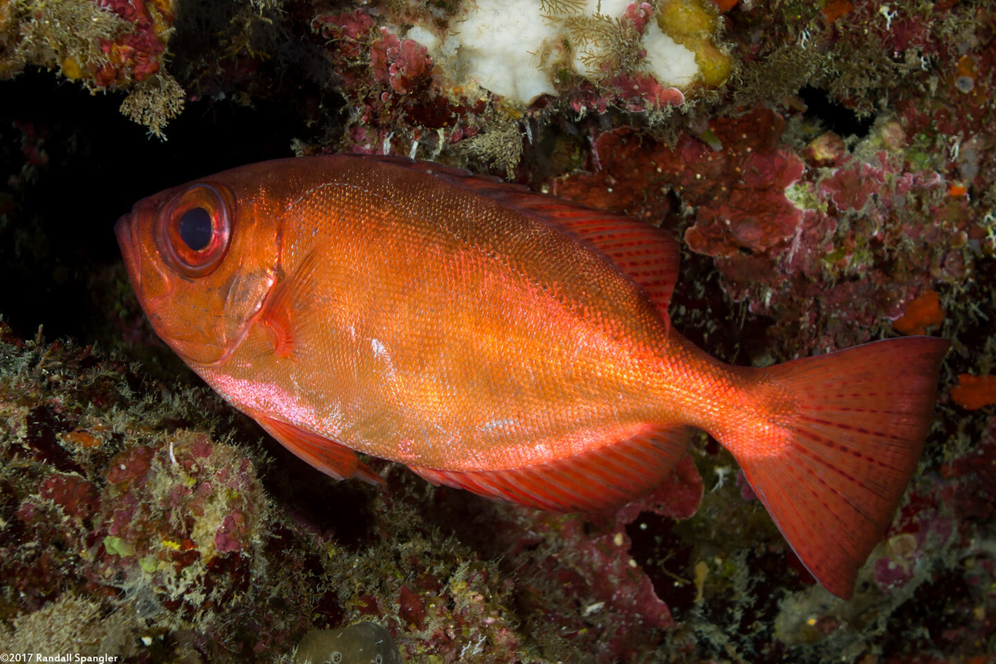 Priacanthus arenatus (Bigeye)