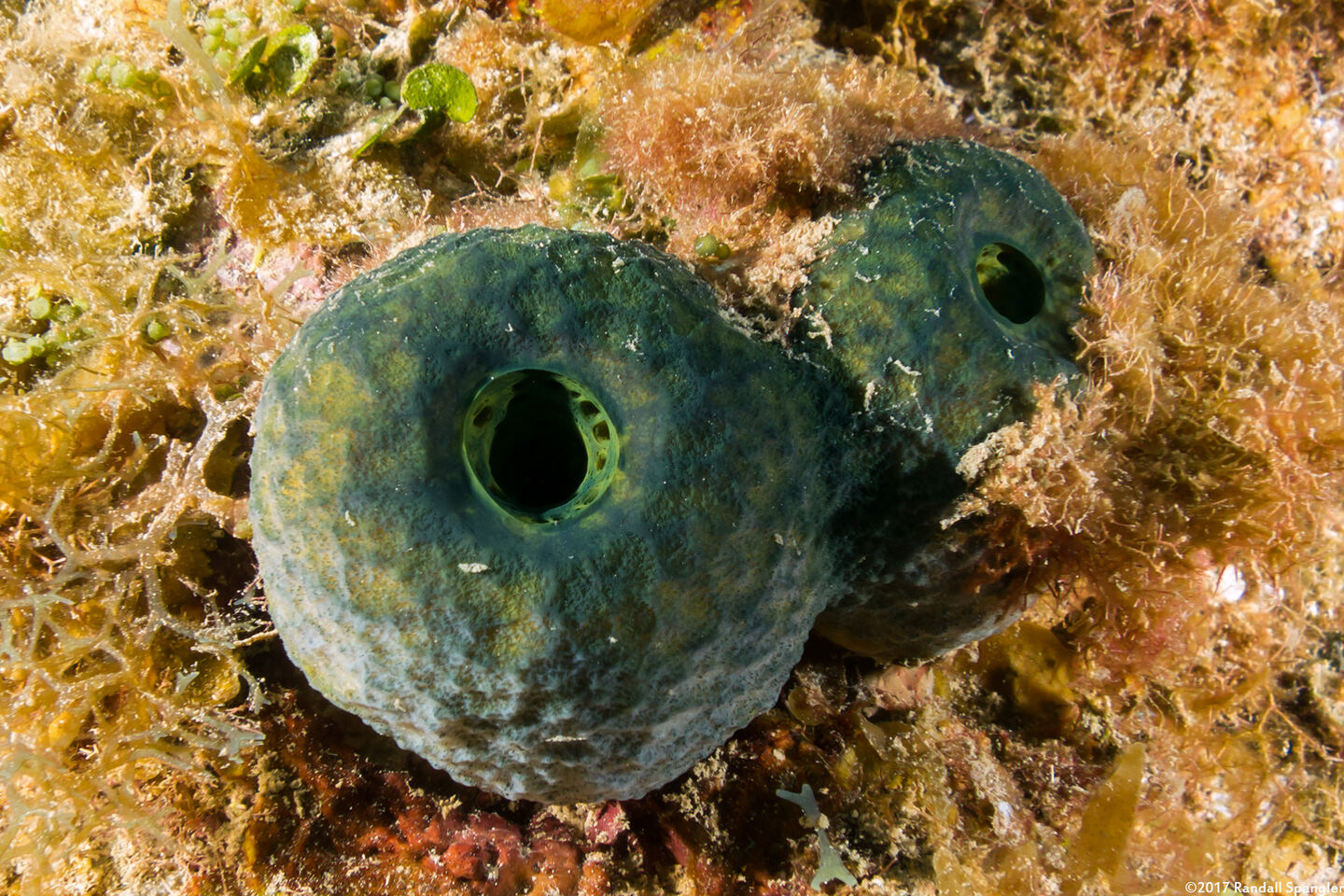 Verongula reiswigi (Verongula Reiswigi)