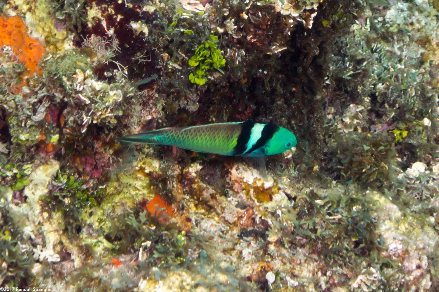 Thalassoma bifasciatum (Bluehead)