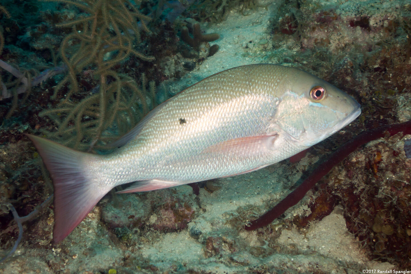 Lutjanus analis (Mutton Snapper)