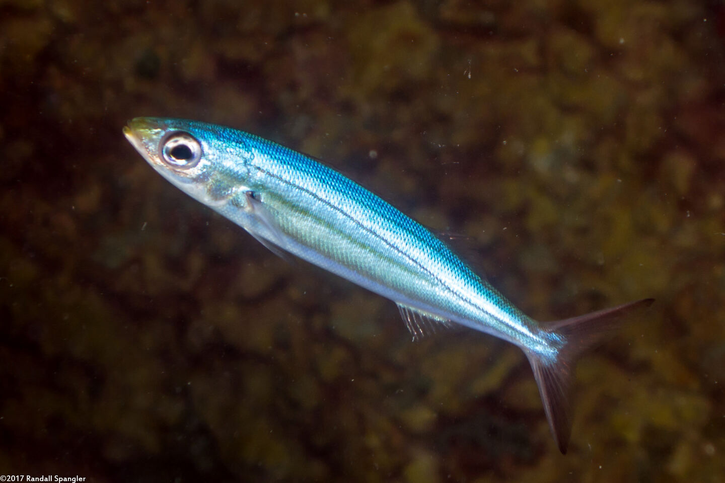 Haemulon vittatum (Boga)