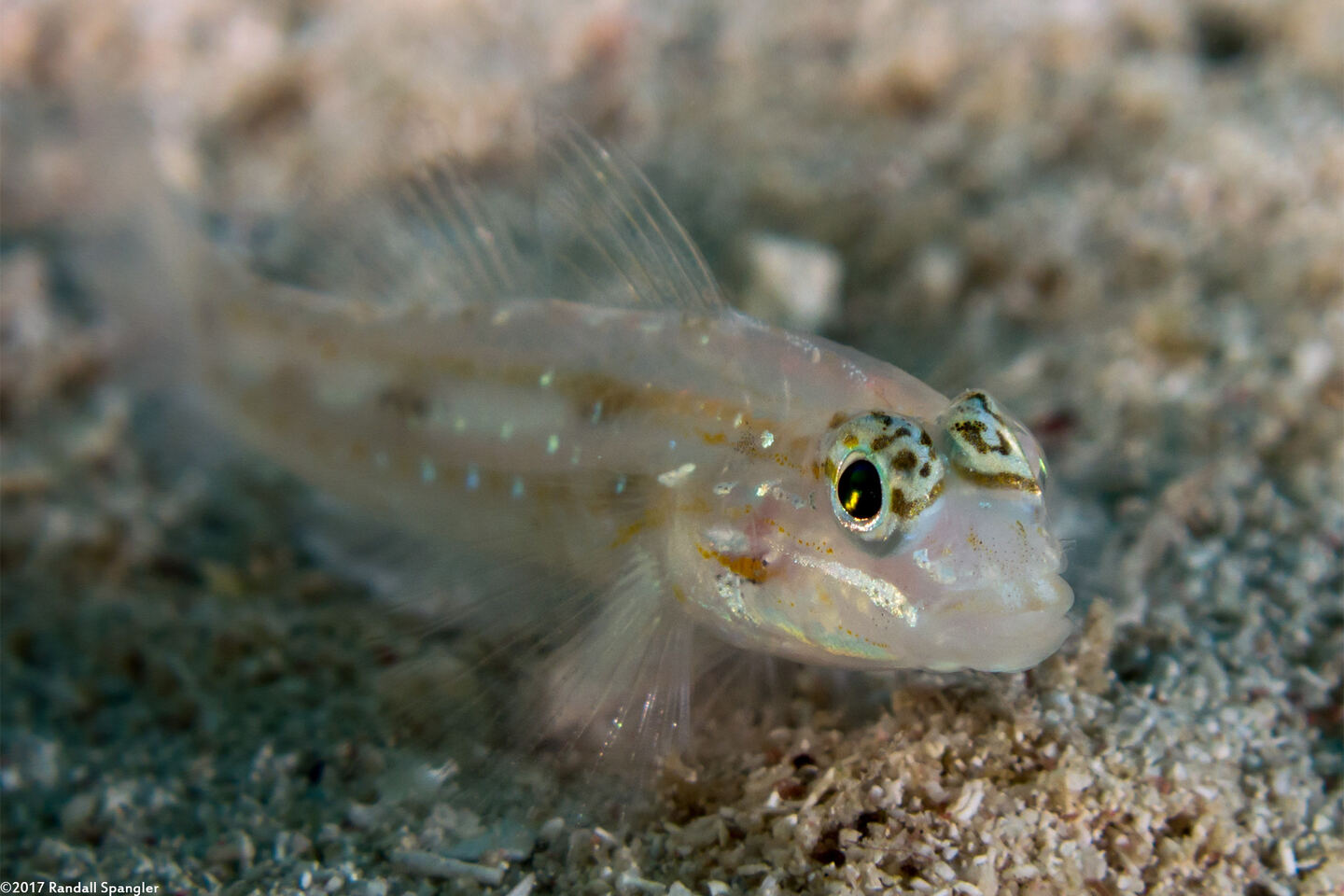 Coryphopterus venezuelae (Sand-Canyon Goby)