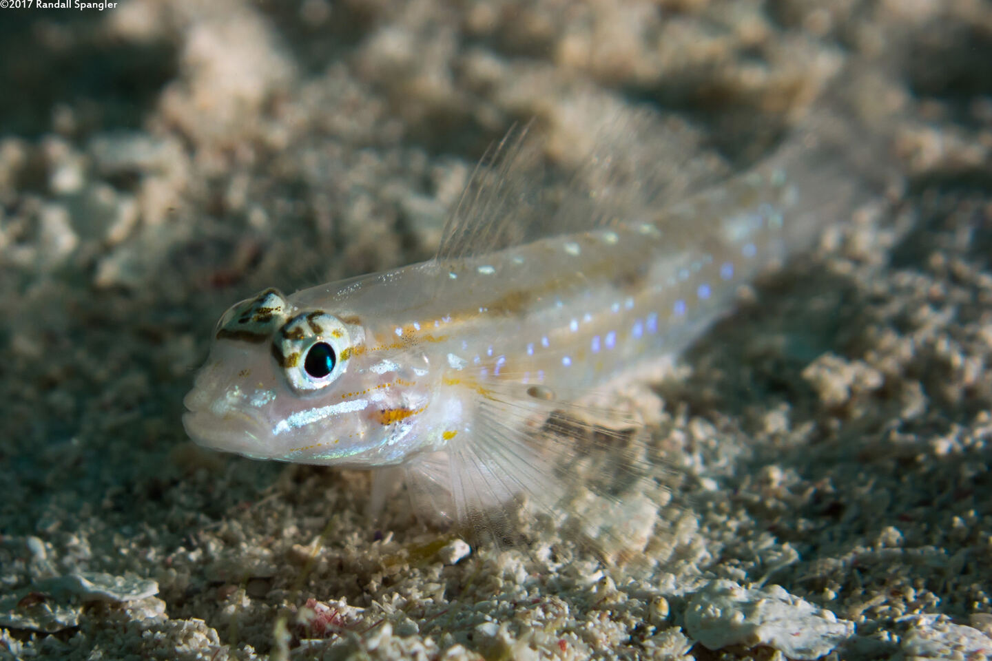 Coryphopterus venezuelae (Sand-Canyon Goby)