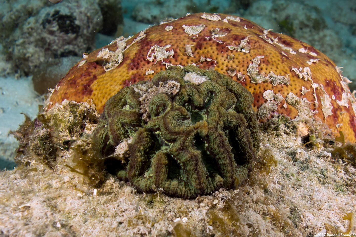 Isophyllia sinuosa (Sinuous Cactus Coral)