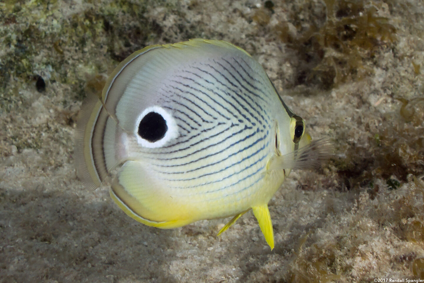 Chaetodon capistratus (Foureye Butterflyfish)