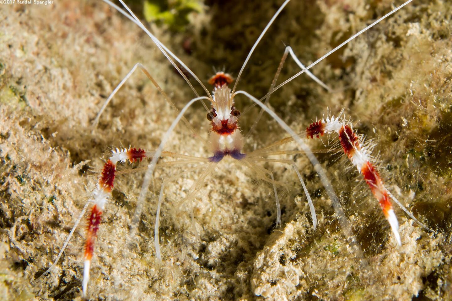Stenopus hispidus (Banded Coral Shrimp)