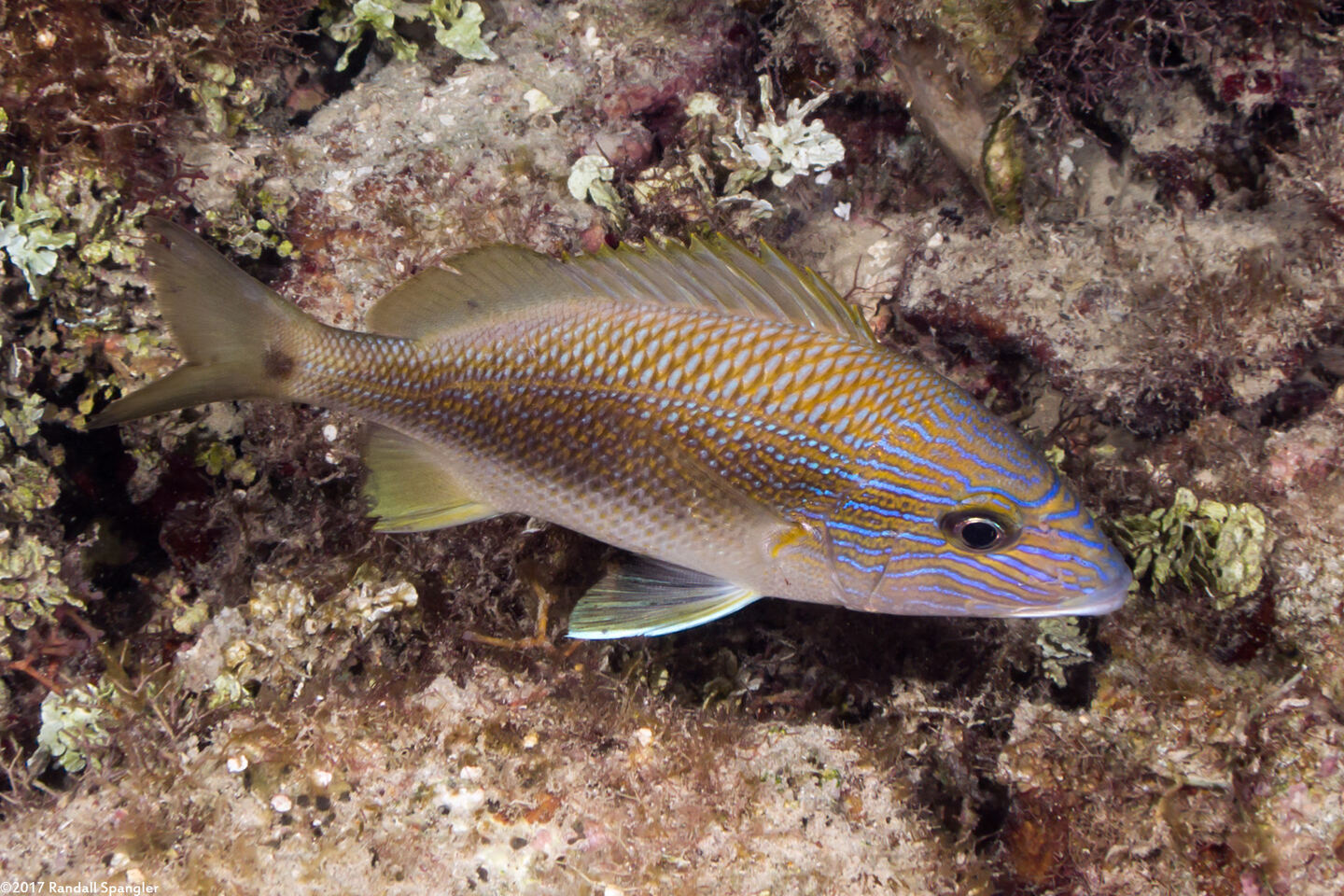 Haemulon plumierii (White Grunt)