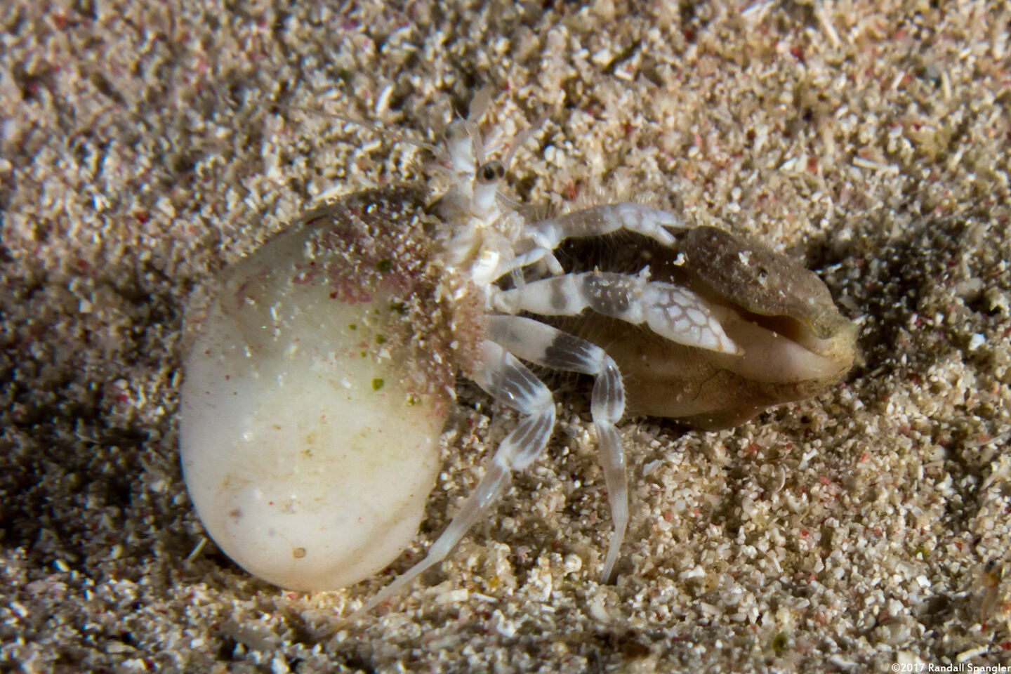 Iridopagurus reticulatus (Reticulated Hermit Crab)
