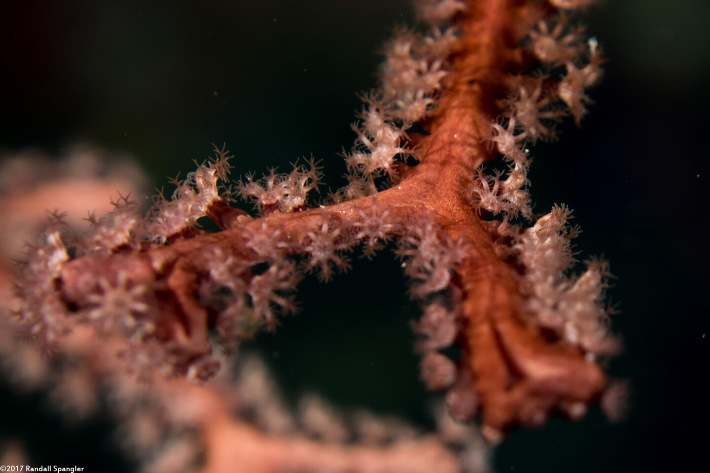 Iciligorgia schrammi (Deepwater Sea Fan)