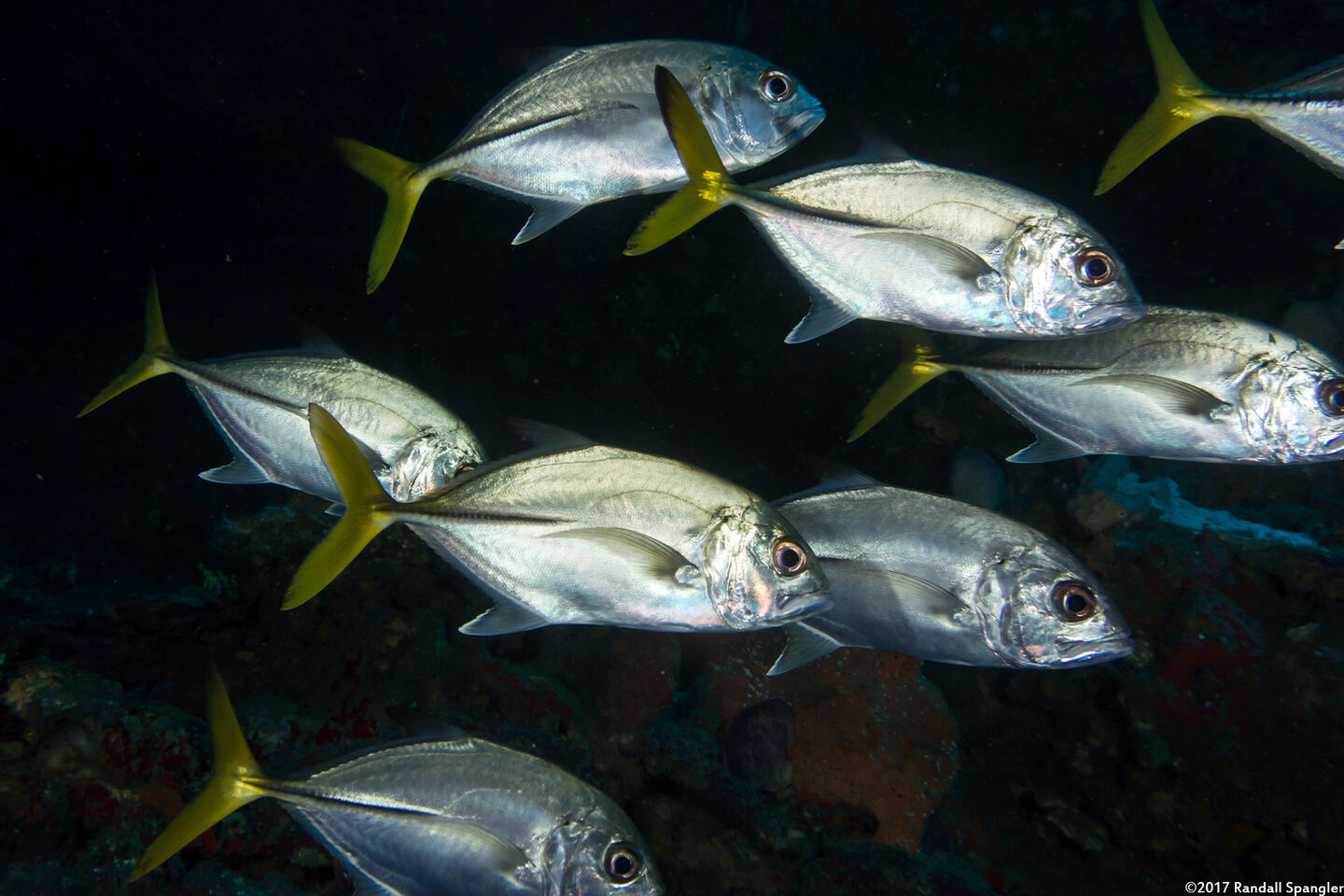 Caranx latus (Horse-Eye Jack)