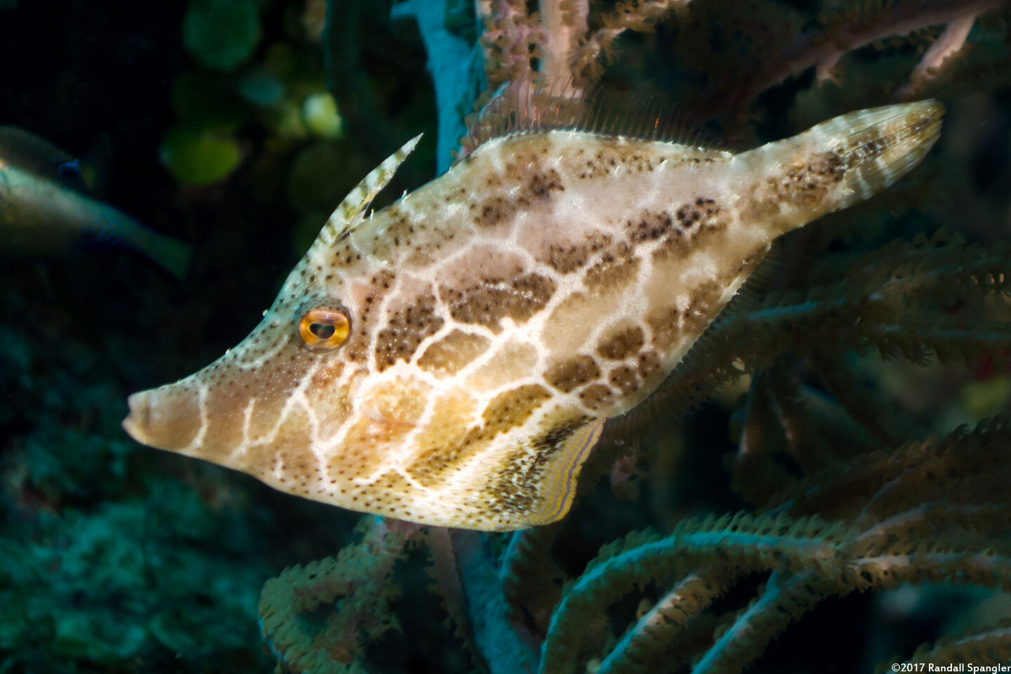 Monacanthus tuckeri (Slender Filefish)