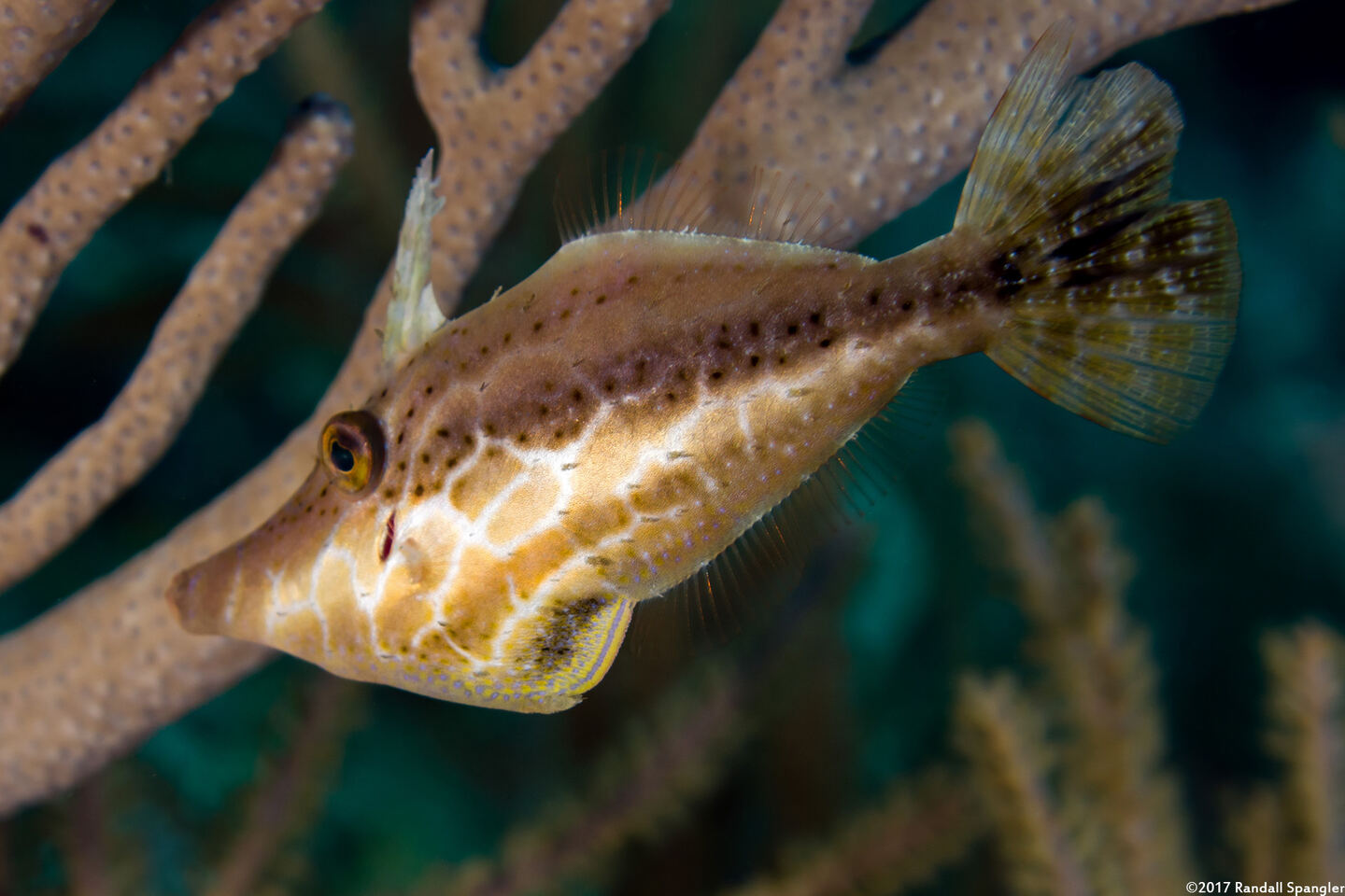 Monacanthus tuckeri (Slender Filefish)
