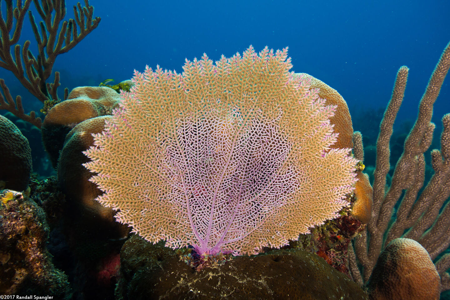 Gorgonia ventalina (Common Sea Fan)