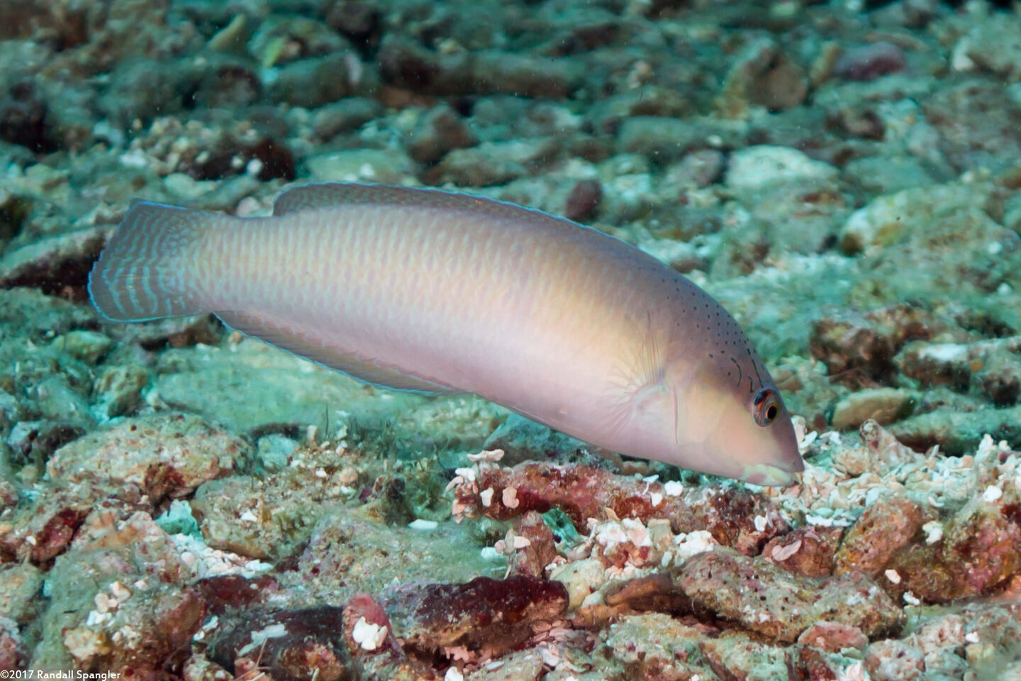 Halichoeres garnoti (Yellowhead Wrasse)