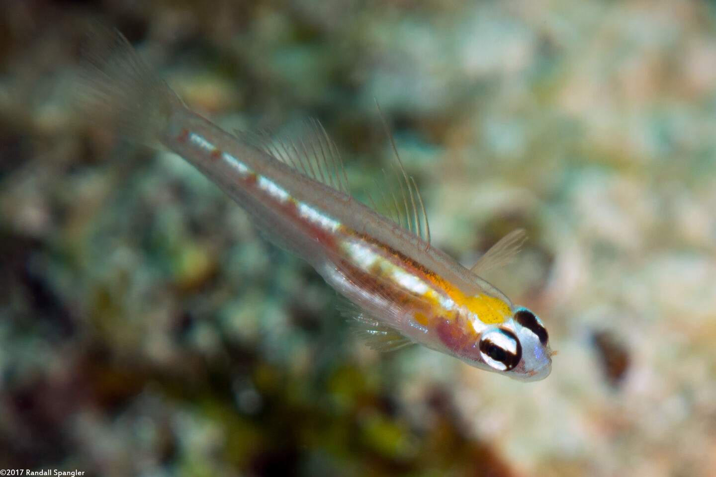 Coryphopterus hyalinus (Glass Goby)