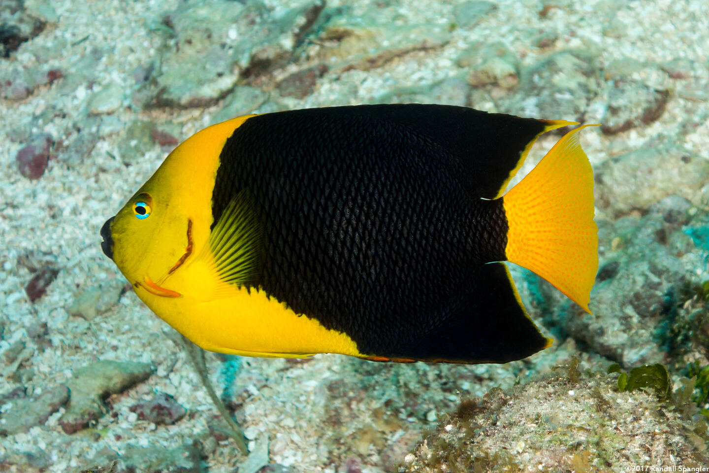 Holacanthus tricolor (Rock Beauty)