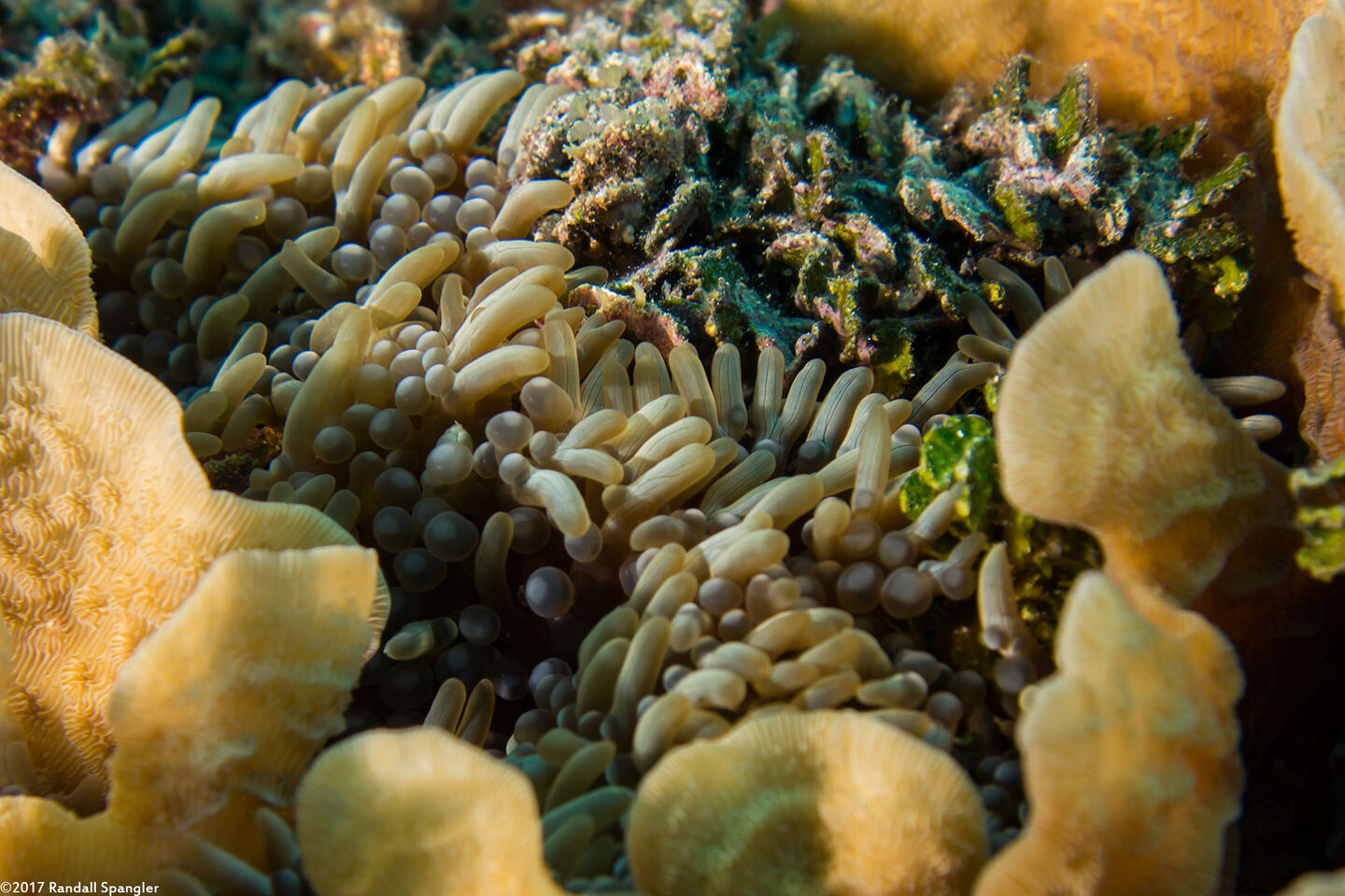 Lebrunia neglecta (Branching Anemone)