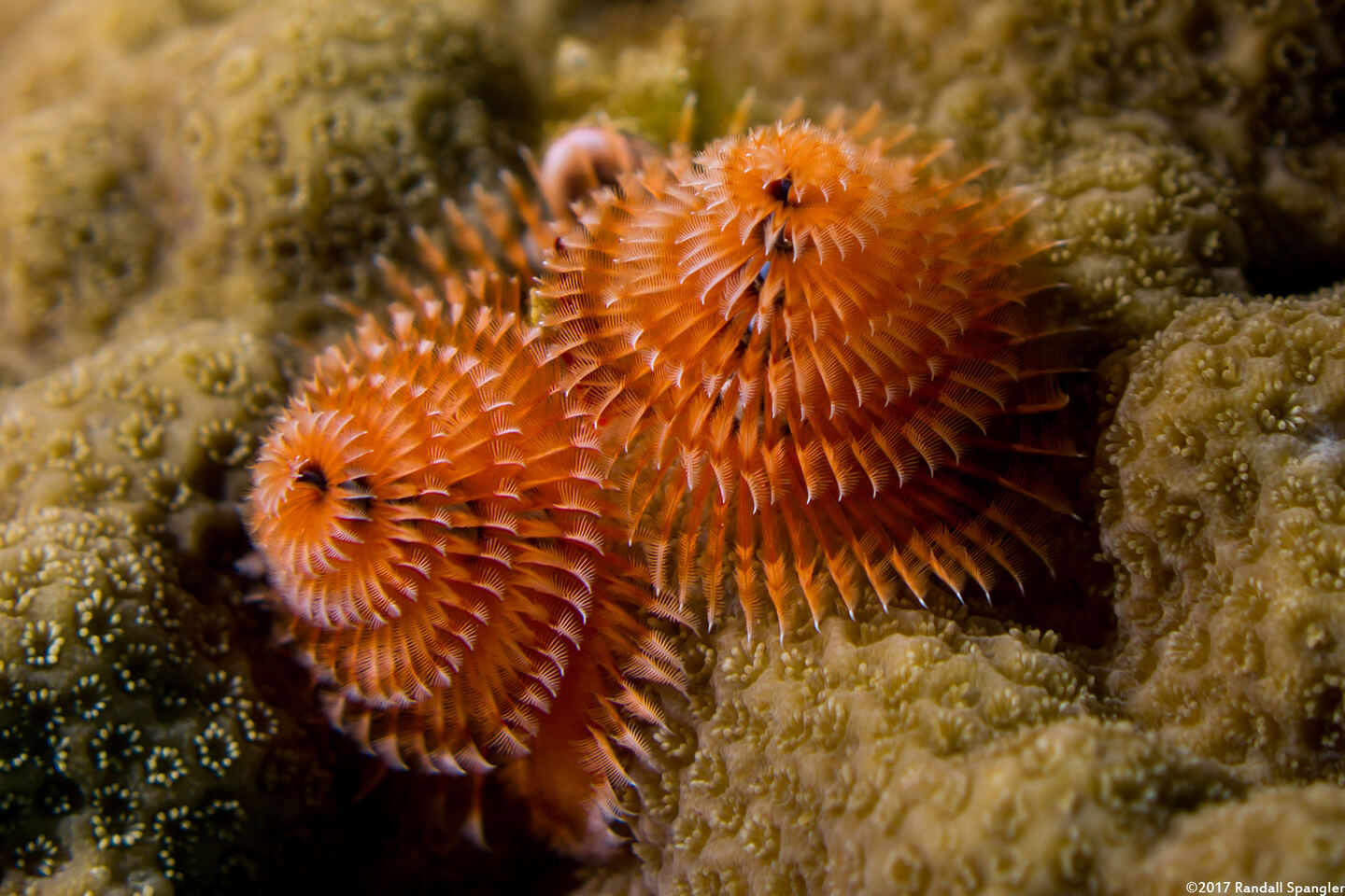 Spirobranchus giganteus (Christmas Tree Worm)