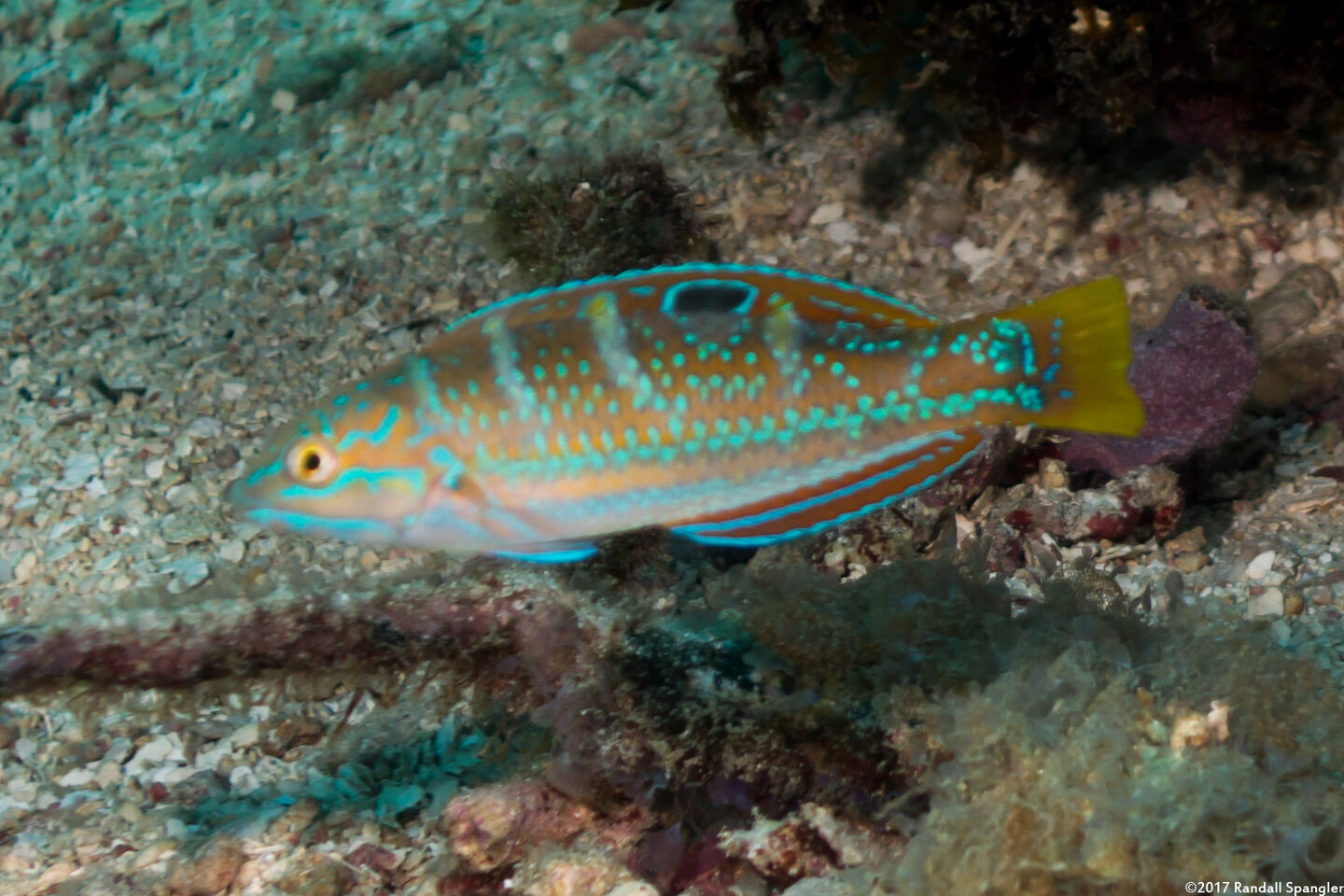 Halichoeres radiatus (Puddingwife)