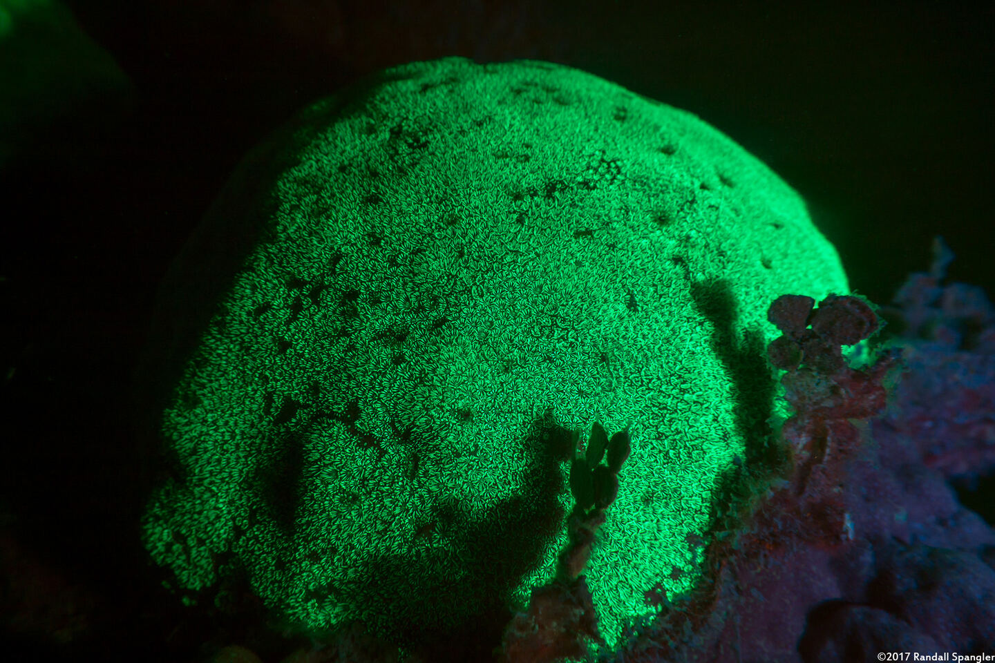 Siderastrea siderea (Massive Starlet Coral)