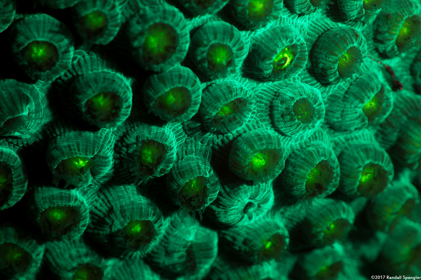 Orbicella faveolata (Mountainous Star Coral)