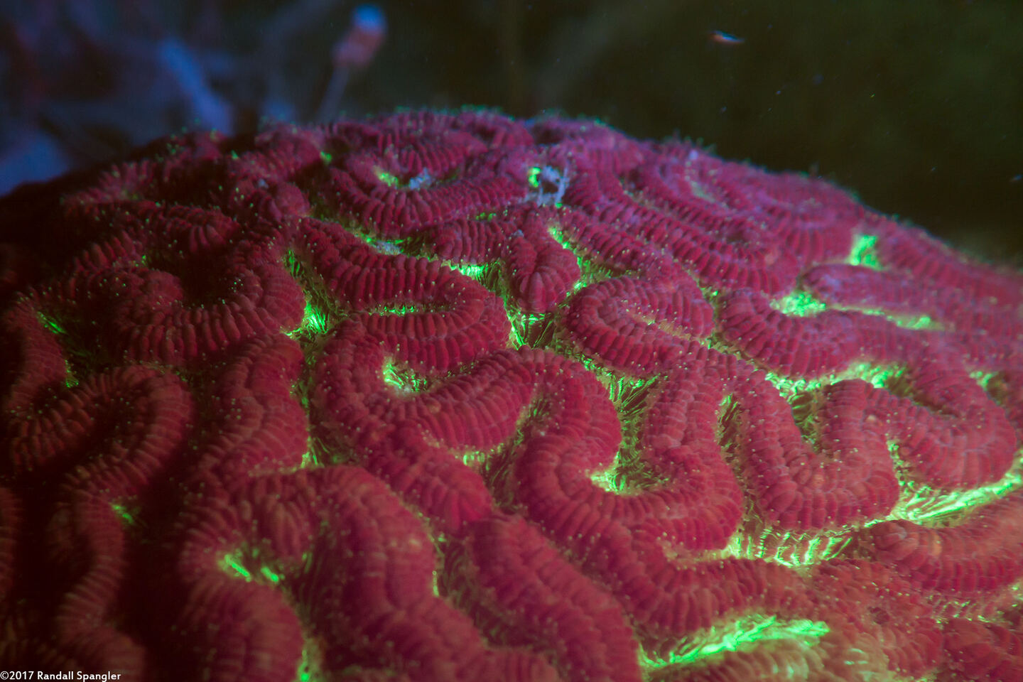 Pseudodiploria strigosa (Symmetrical Brain Coral)