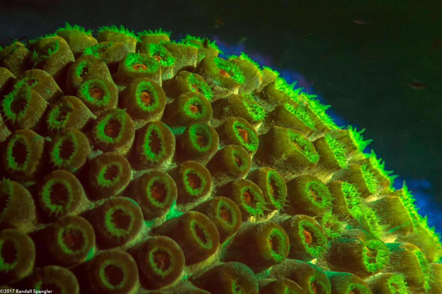 Montastraea cavernosa (Great Star Coral)