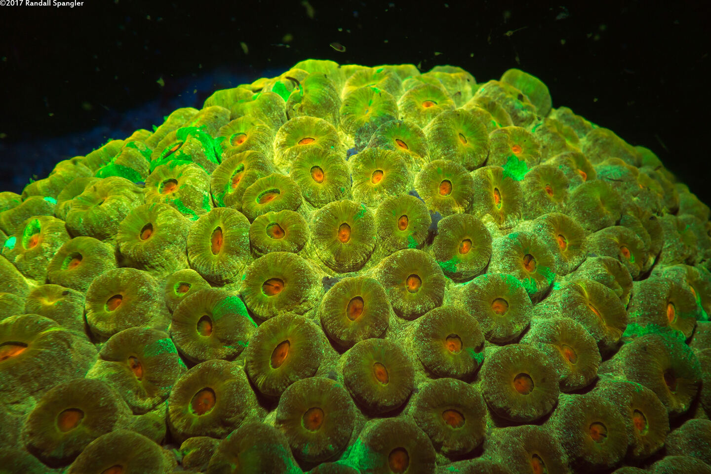 Montastraea cavernosa (Great Star Coral)