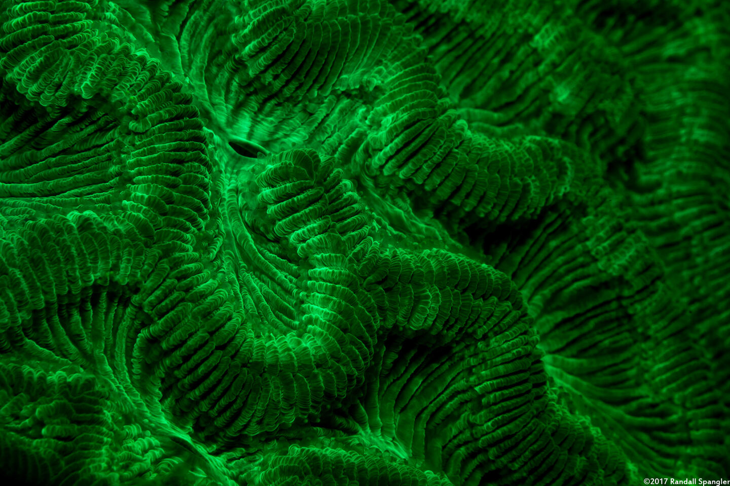 Colpophyllia natans (Boulder Brain Coral)