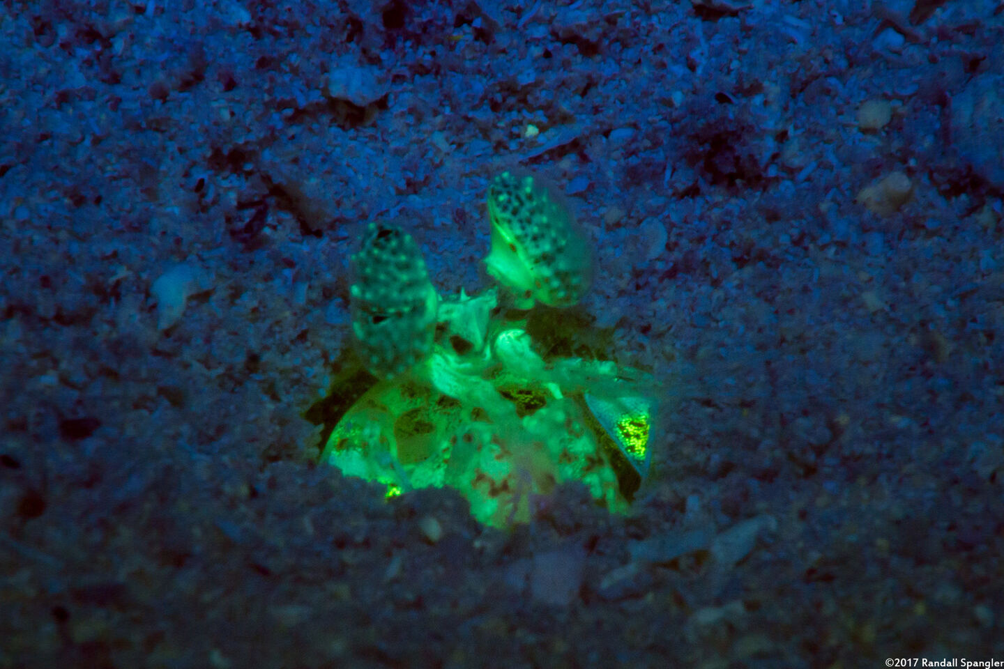 Lysiosquilla scabricauda (Scaly-Tailed Mantis Shrimp)