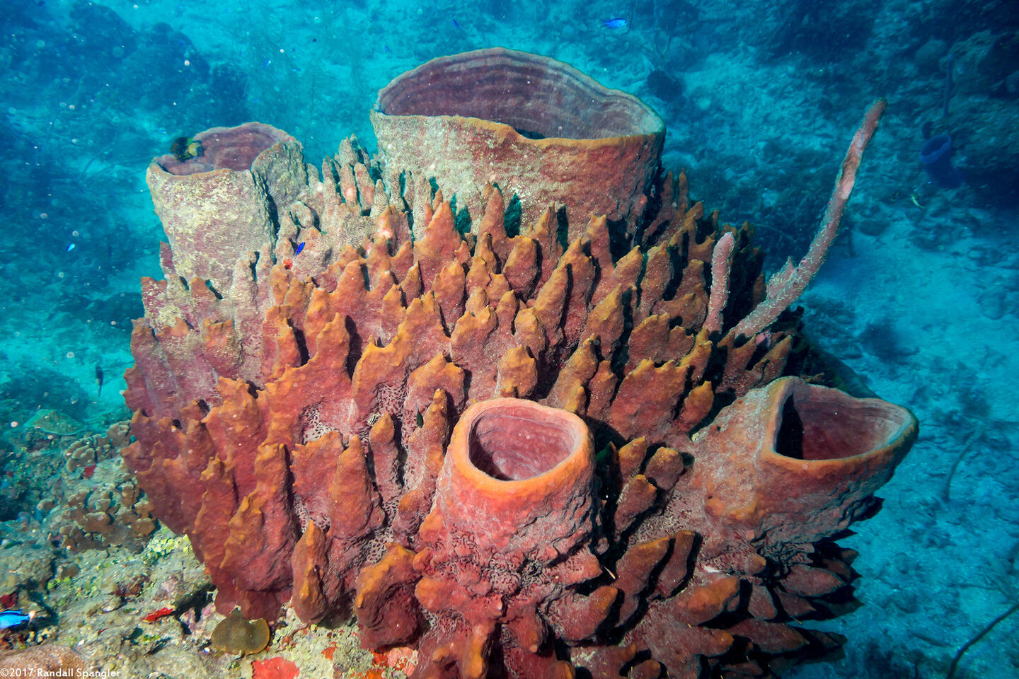 Xestospongia muta (Giant Barrel Sponge)