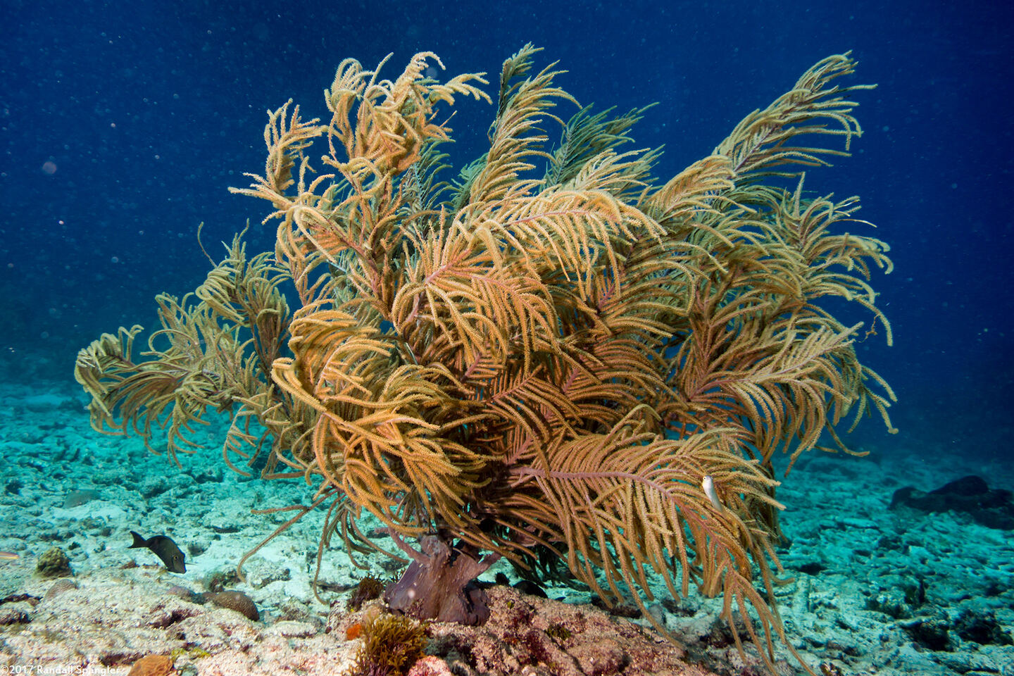 Antillogorgia sp.1 (Sea Plume)