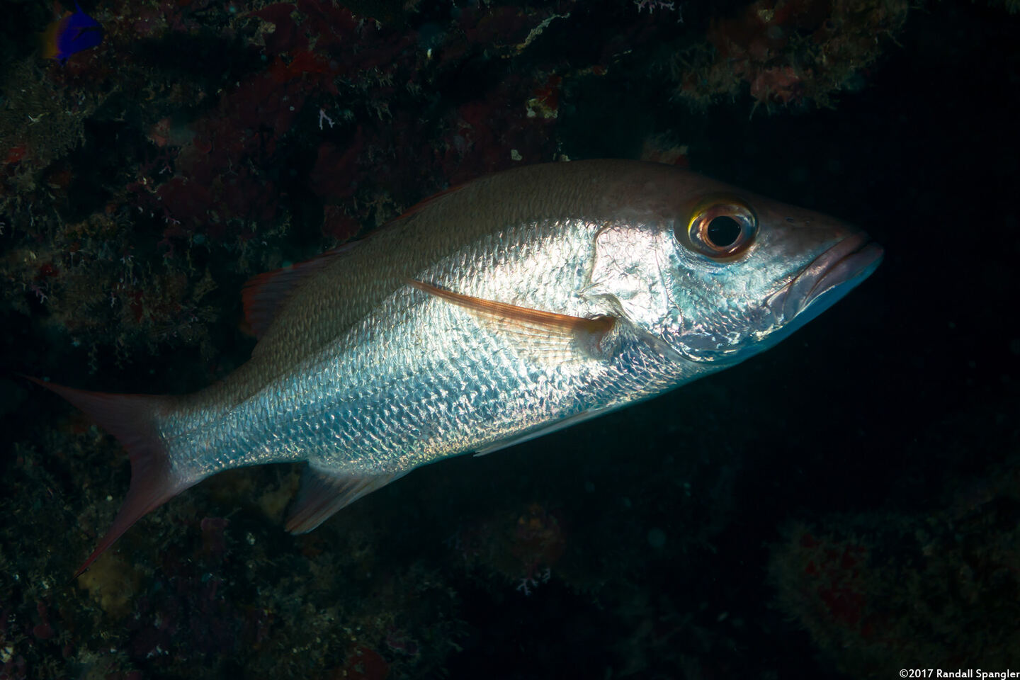 Lutjanus mahogoni (Mahogany Snapper)