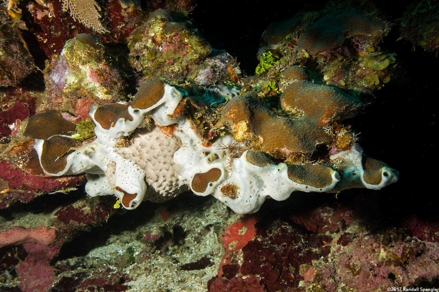 Mycale laevis (Orange Icing Sponge)