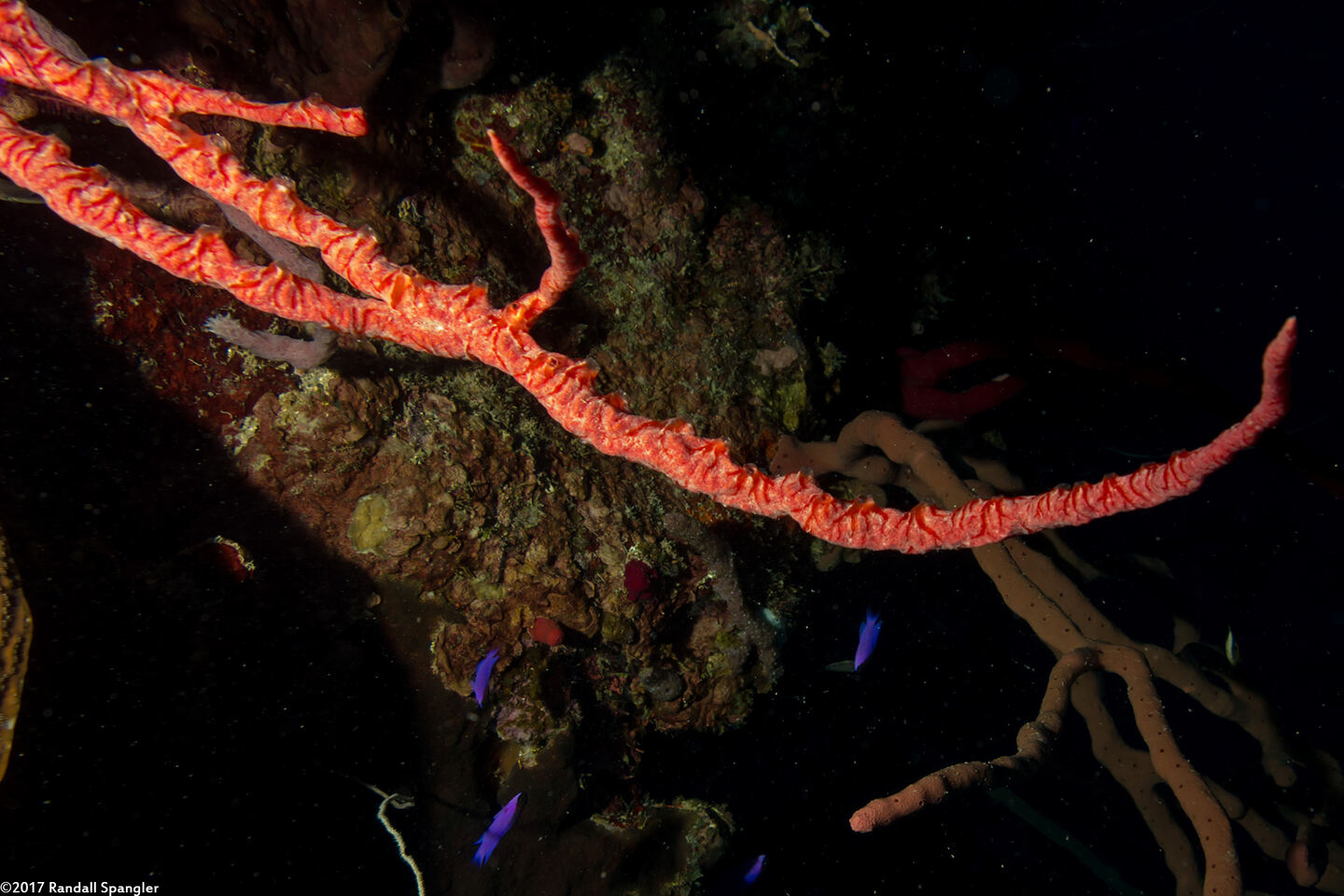 Monanchora arbuscula (Red Encrusting Sponge)