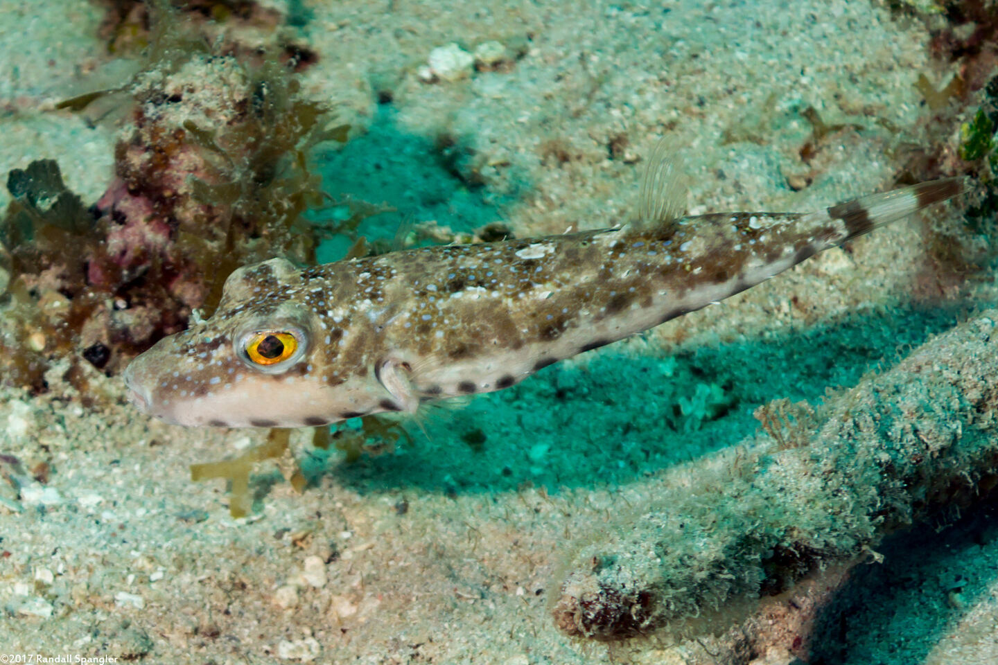 Sphoeroides spengleri (Bandtail Puffer)