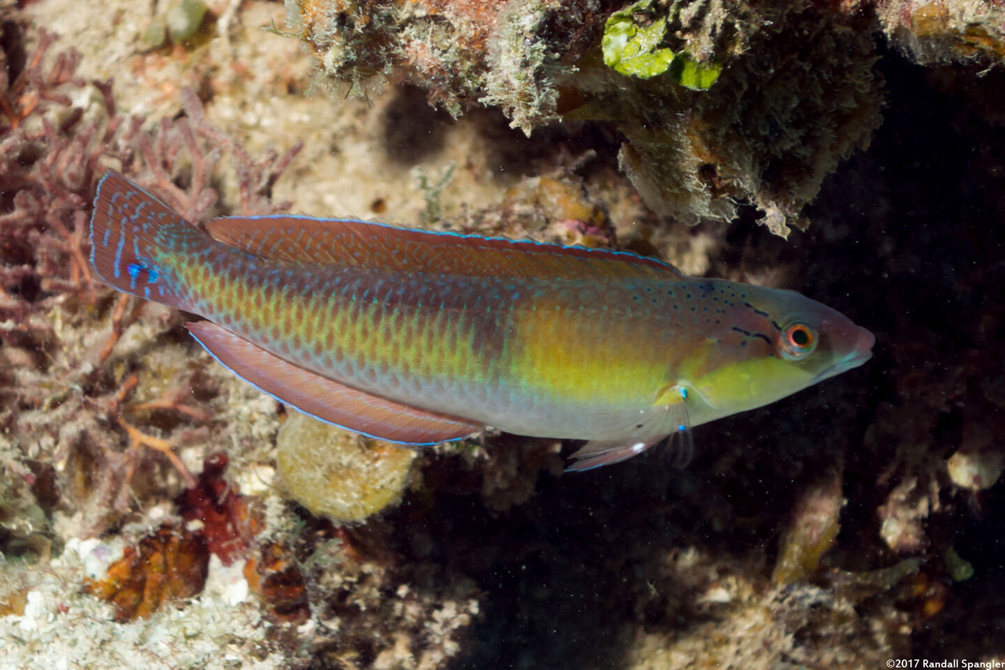 Halichoeres garnoti (Yellowhead Wrasse)