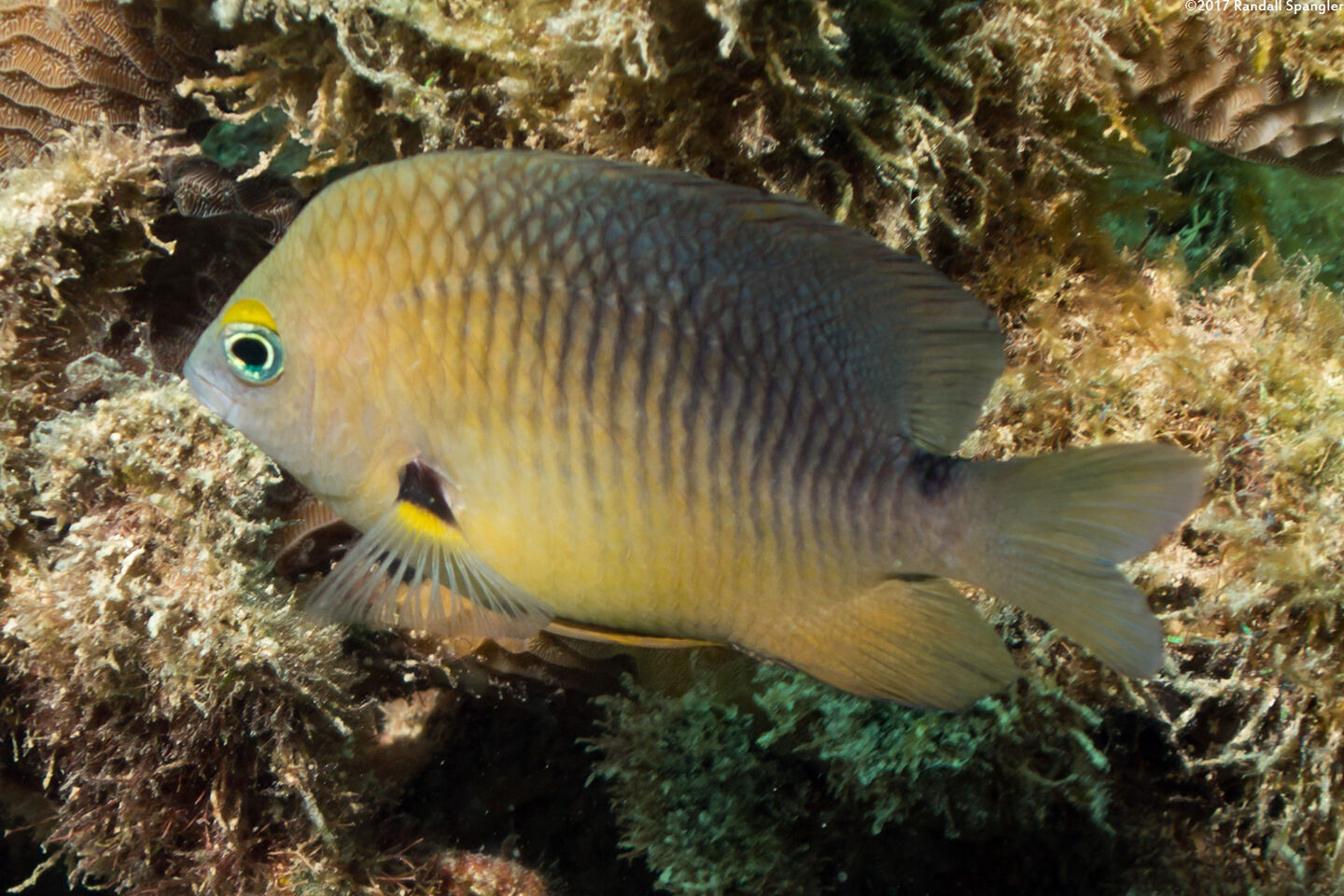 Stegastes planifrons (Threespot Damselfish)