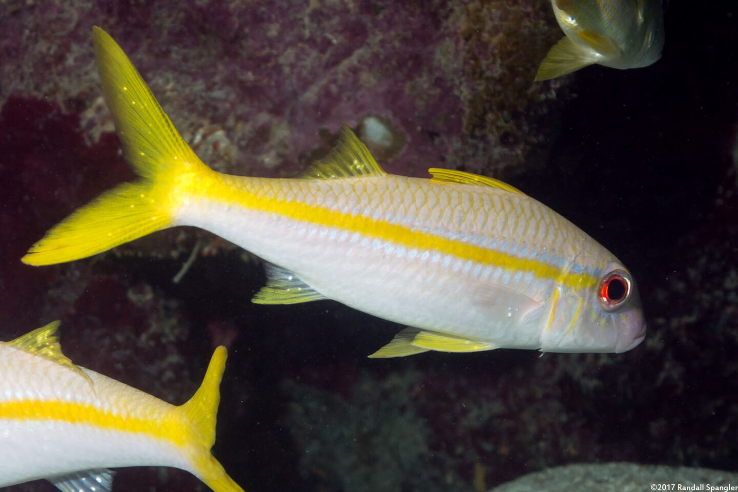Mulloidichthys martinicus (Yellow Goatfish)