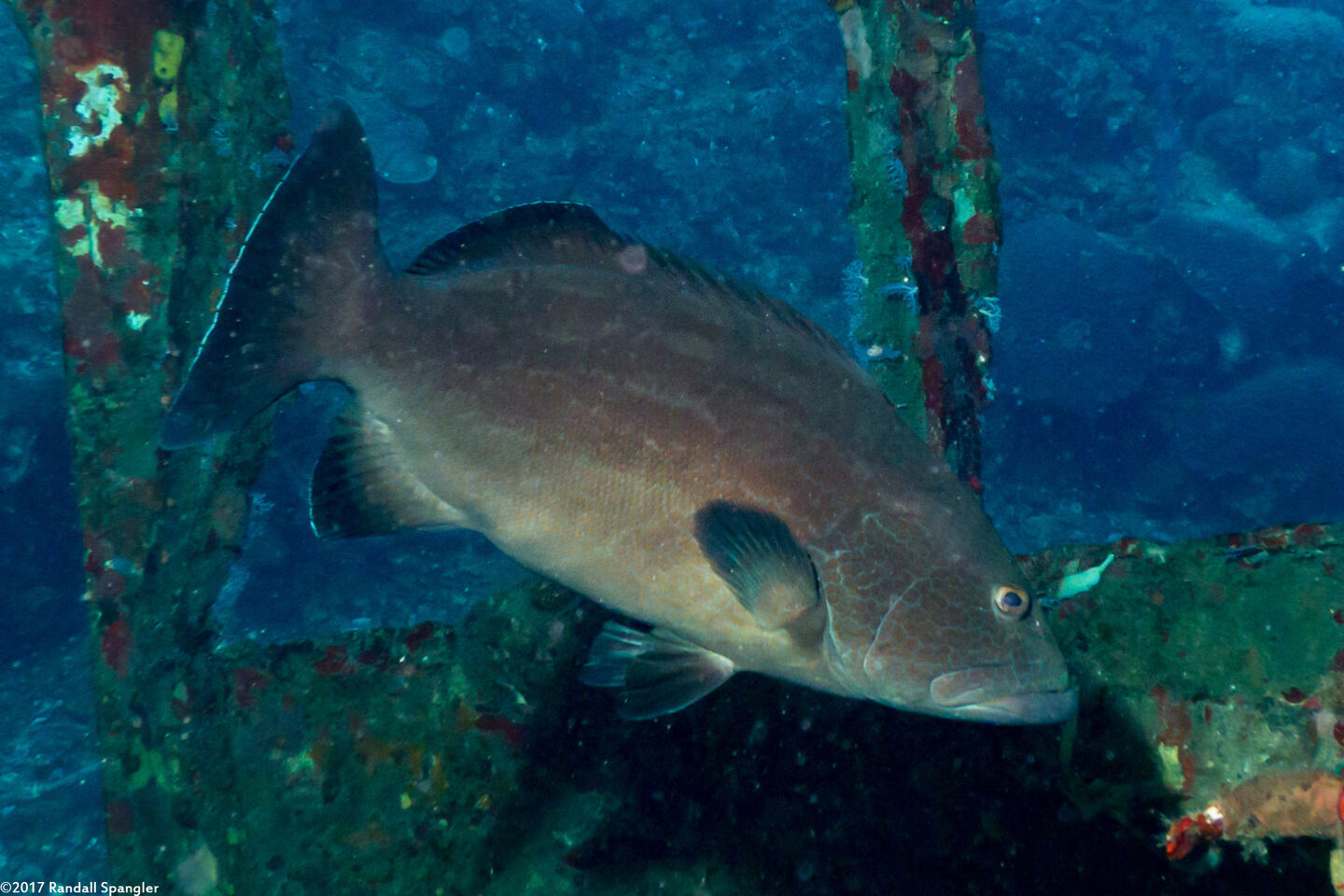 Mycteroperca bonaci (Black Grouper)