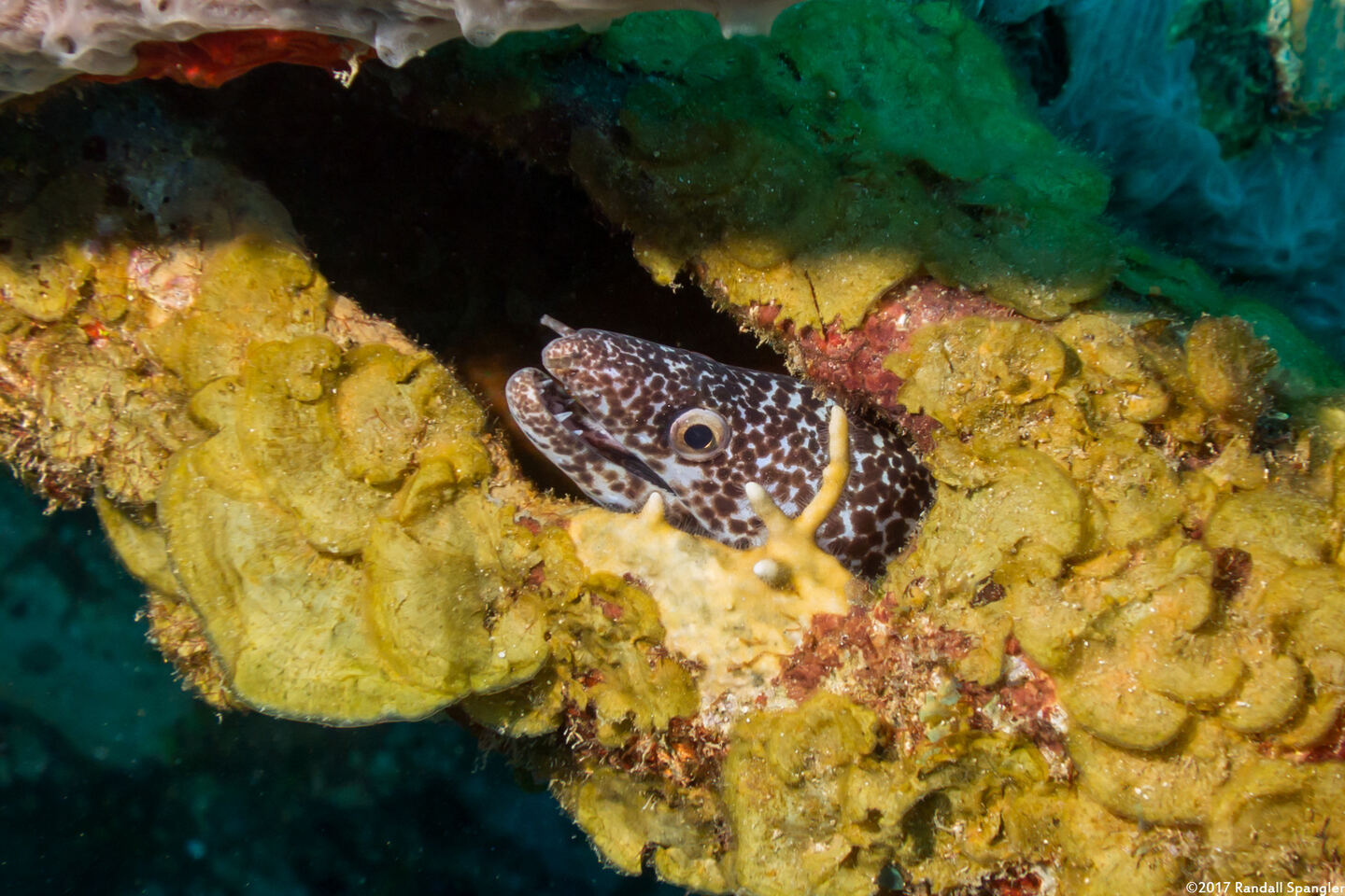 Gymnothorax moringa (Spotted Moray)
