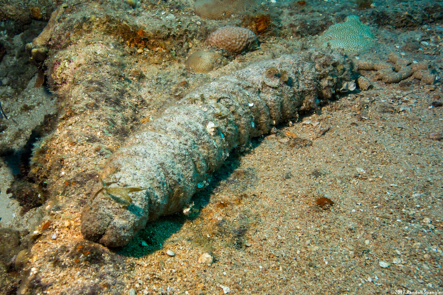 Holothuria mexicana (Donkey Dung Sea Cucumber)