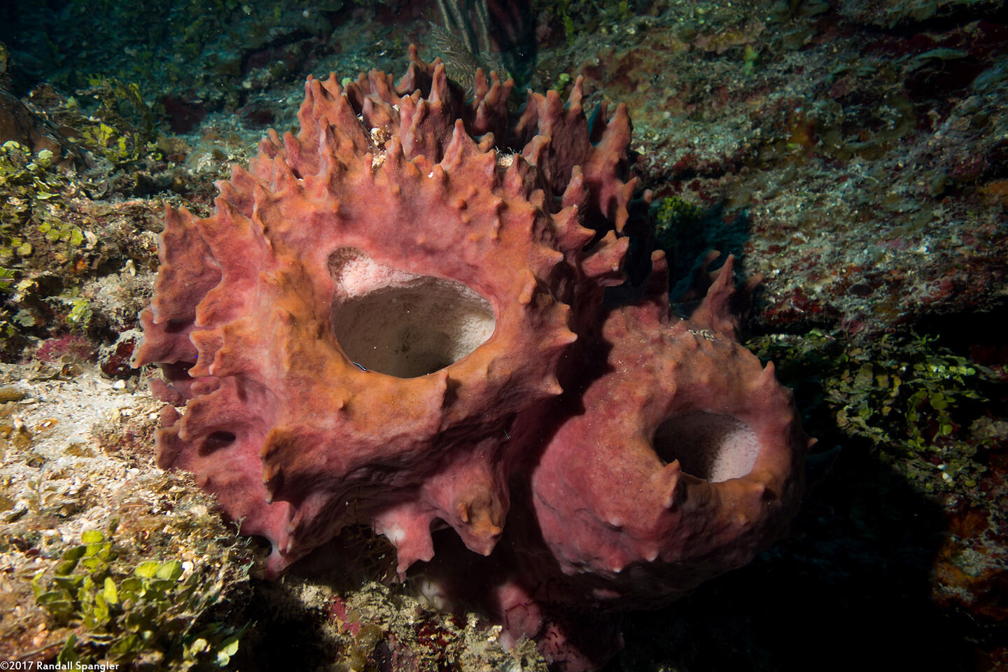 Xestospongia muta (Giant Barrel Sponge)