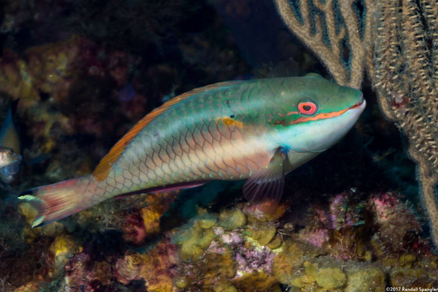 Sparisoma aurofrenatum (Redband Parrotfish)