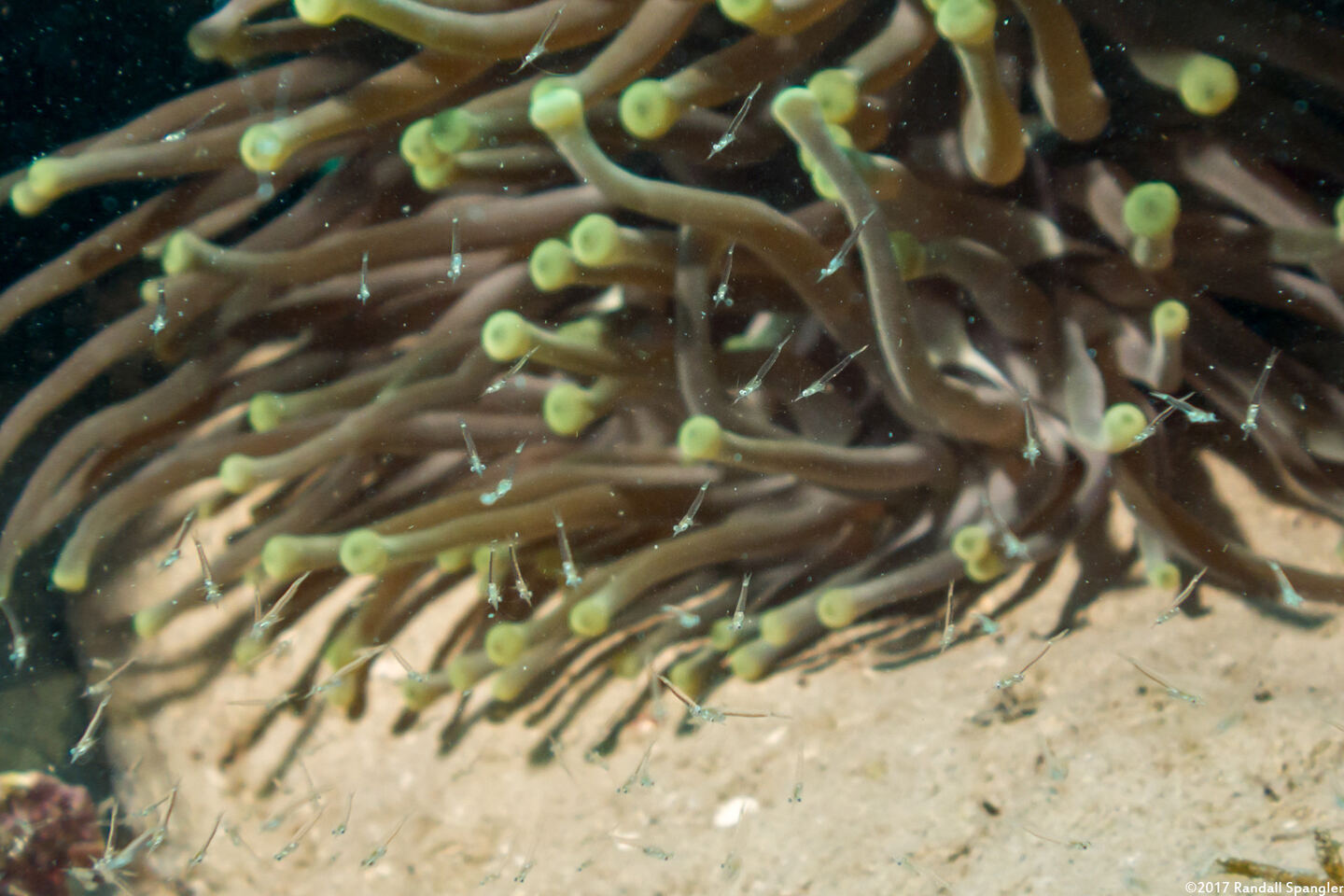 Order Mysida (Mysids)