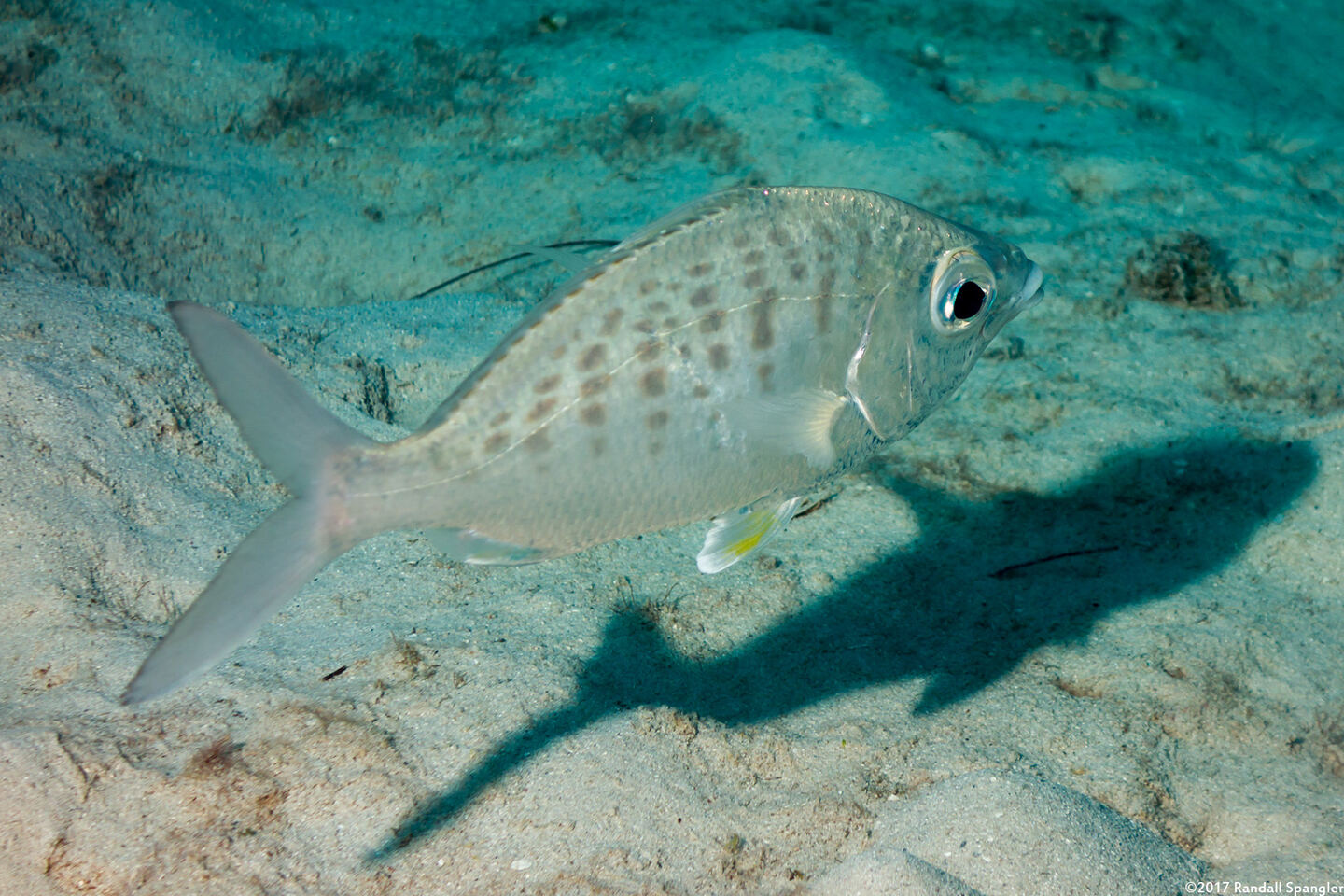 Gerres cinereus (Yellowfin Mojarra)