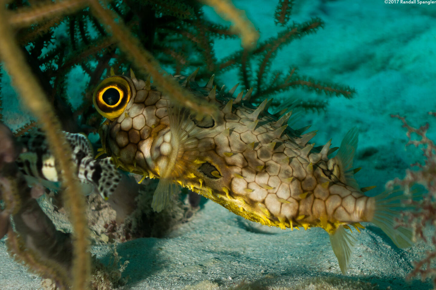 Chilomycterus antillarum (Web Burrfish)