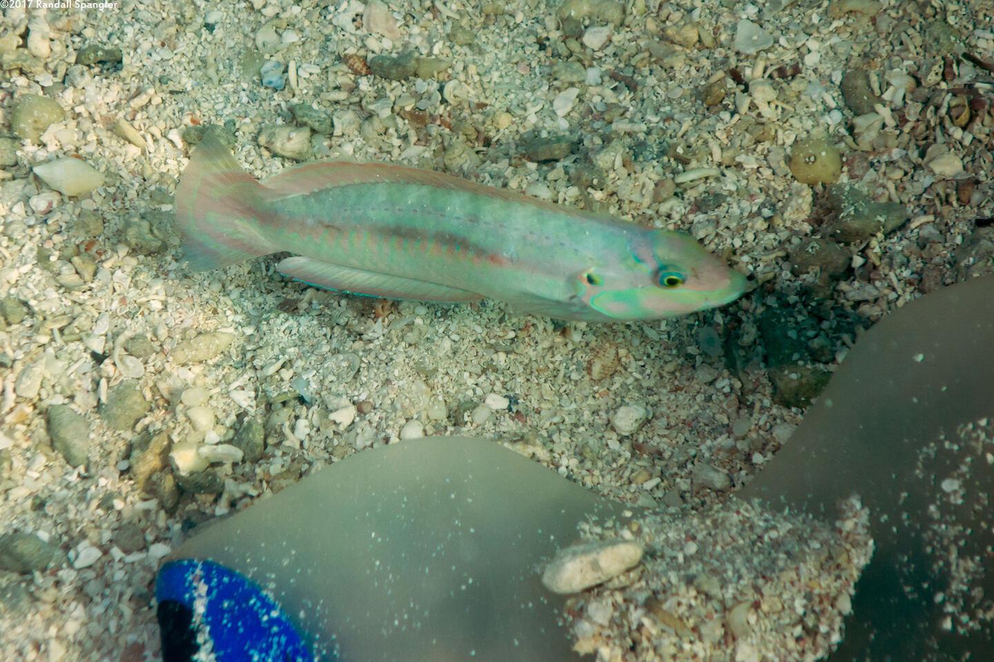 Halichoeres bivittatus (Slippery Dick)