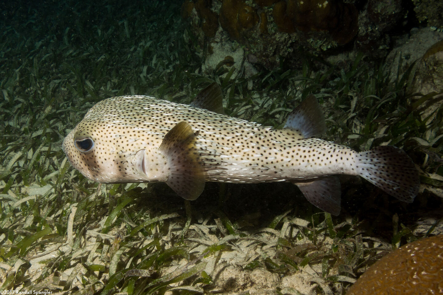 Diodon hystrix (Porcupinefish)